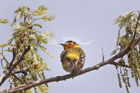 Cape May Warbler 3  - May 10, 2018 Necedah National Wildlife Refuge Wisconsin