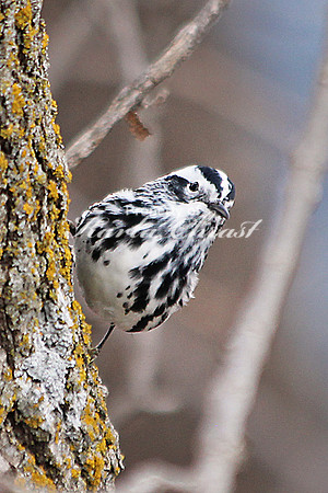Black-and-White Warbler 11 - May 3, 2014 Glacial Lakes State Trail Minnesota