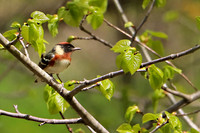 Bay-breasted Warbler 2 - May 17, 2019 Charles A. Lindbergh State Park