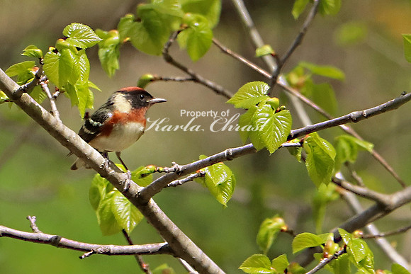 Bay-breasted Warbler 2 - May 17, 2019 Charles A. Lindbergh State Park