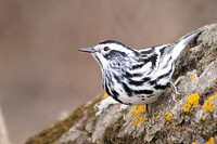 Black-and-White Warbler 5 - May 3, 2014 Glacial Lakes State Trail Minnesota