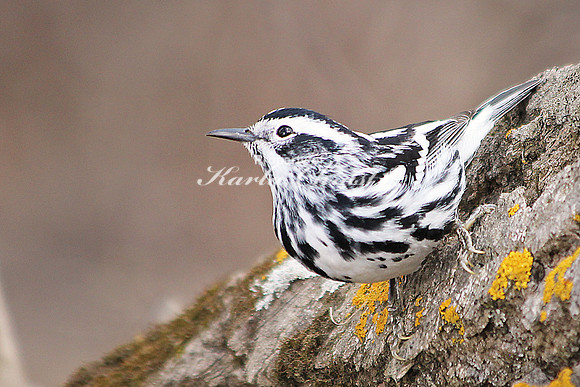 Black-and-White Warbler 5 - May 3, 2014 Glacial Lakes State Trail Minnesota