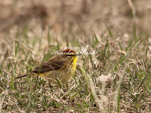 Palm Warbler 1 - May 12, 2013 Tamarac National Wildlife Refuge