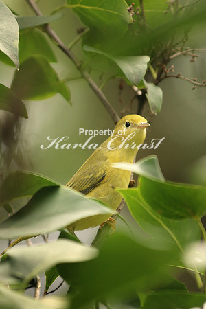 Yellow Warbler 8 - September 6, 2016