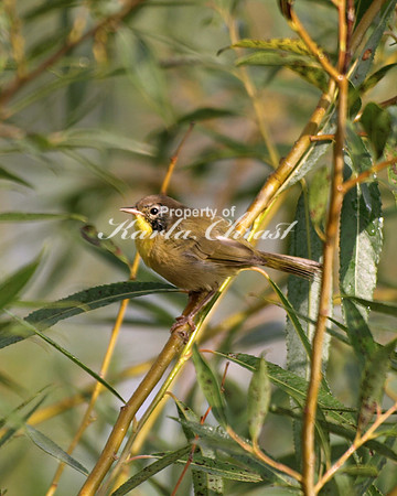 Common Yellowthroat 3, Female - August 28, 2008