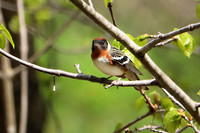 Bay-breasted Warbler 1 - May 17, 2019 Charles A. Lindbergh State Park
