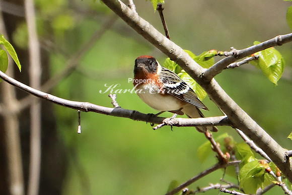 Bay-breasted Warbler 1 - May 17, 2019 Charles A. Lindbergh State Park