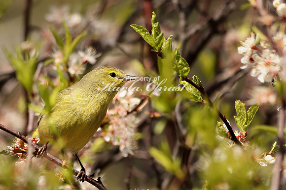 Orange Crowned Warbler 3 - May 4, 2019  Missouri National Scenic River Nebraska