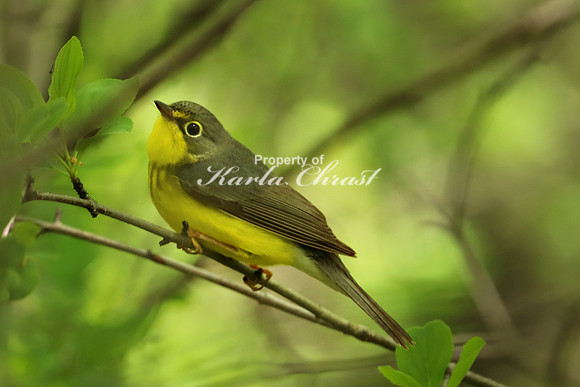 Canada Warbler 2 - May 28, 2019 North Country National Scenic Trail