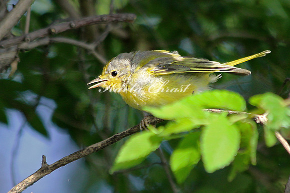 Yellow Warbler 2, juvenile - July 14, 2014 Tewaukon National Wildlife Refuge North Dakota