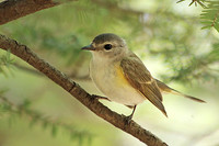 American Redstart 4, Female - May 13, 2014 Shenandoah National Park Virginia