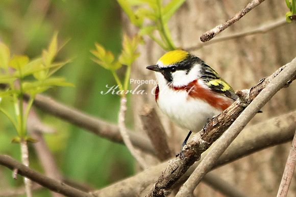 Chestnut-sided Warbler 8 - May 25, 2019 Lake Wobegon Regional Trail