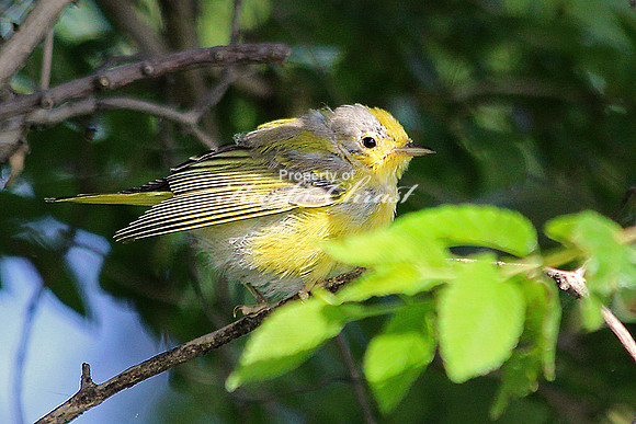 Yellow Warbler 1, juvenile - July 14, 2014 Tewaukon National Wildlife Refuge North Dakota