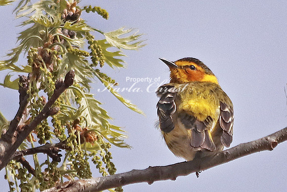 Cape May Warbler 1  - May 10, 2018 Necedah National Wildlife Refuge Wisconsin