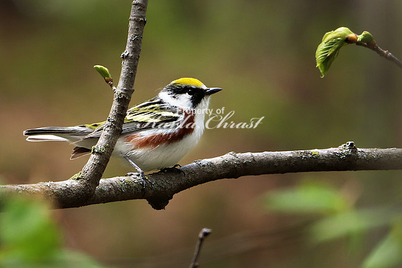 Chestnut-sided Warbler 5 - May 17, 2019 Charles A. Lindbergh State Park