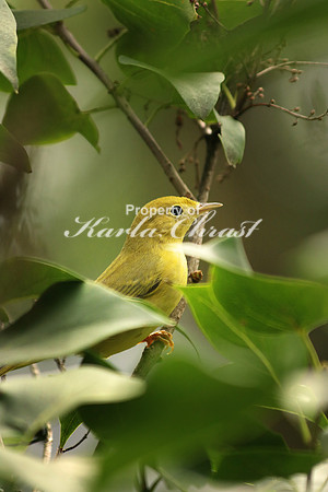 Yellow Warbler 9 - September 6, 2016