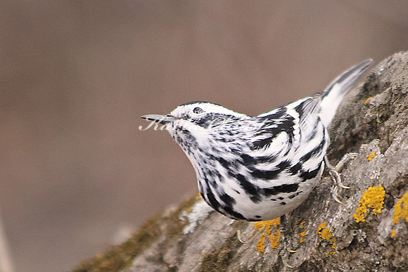 Black-and-White Warbler 8 - May 3, 2014 Glacial Lakes State Trail Minnesota