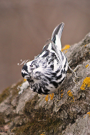 Black-and-White Warbler 9 - May 3, 2014 Glacial Lakes State Trail Minnesota