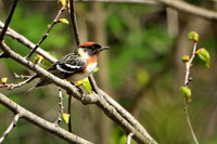 Bay-breasted Warbler 3 - May 17, 2019 Charles A. Lindbergh State Park