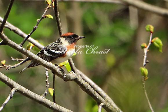 Bay-breasted Warbler 3 - May 17, 2019 Charles A. Lindbergh State Park