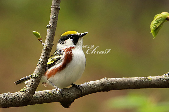 Chestnut-sided Warbler 7 - May 17, 2019 Charles A. Lindbergh State Park