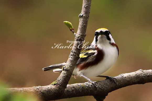 Chestnut-sided Warbler 6 - May 17, 2019 Charles A. Lindbergh State Park