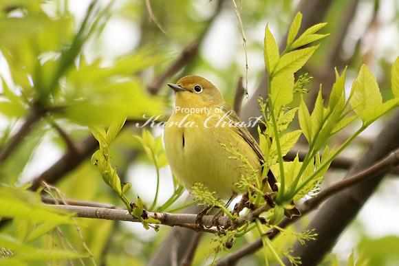 Warbler - May 25, 2019 Lake Wobegon Regional Trail