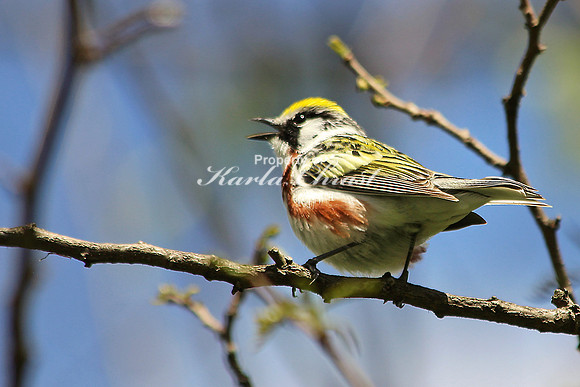 Chestnut-sided Warbler 2 - May 16, 2014 Shenandoah National Park Virginia