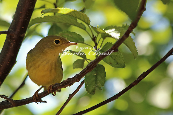 Yellow Warbler 6 - September 6, 2015 Agate Fossil Beds National Monument Nebraska