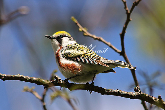 Chestnut-sided Warbler 4 - May 16, 2014 Shenandoah National Park Virginia