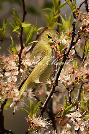 Orange Crowned Warbler 5 - May 4, 2019  Missouri National Scenic River Nebraska