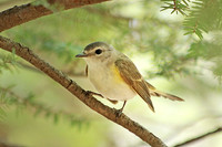 American Redstart 3, Female - May 13, 2014 Shenandoah National Park Virginia