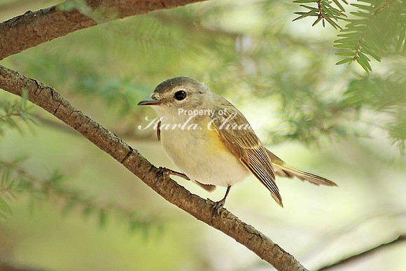 American Redstart 3, Female - May 13, 2014 Shenandoah National Park Virginia