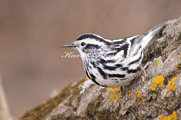 Black-and-White Warbler 7 - May 3, 2014 Glacial Lakes State Trail Minnesota