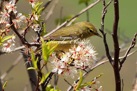 Orange Crowned Warbler 9 - May 4, 2019 Missouri National Scenic River Nebraska