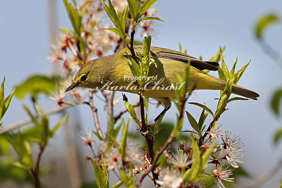 Orange Crowned Warbler 8 - May 4, 2019 Missouri National Scenic River Nebraska