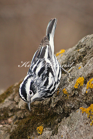 Black-and-White Warbler 10 - May 3, 2014 Glacial Lakes State Trail Minnesota