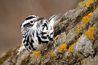 Black-and-White Warbler 3 - May 3, 2014 Glacial Lakes State Trail Minnesota