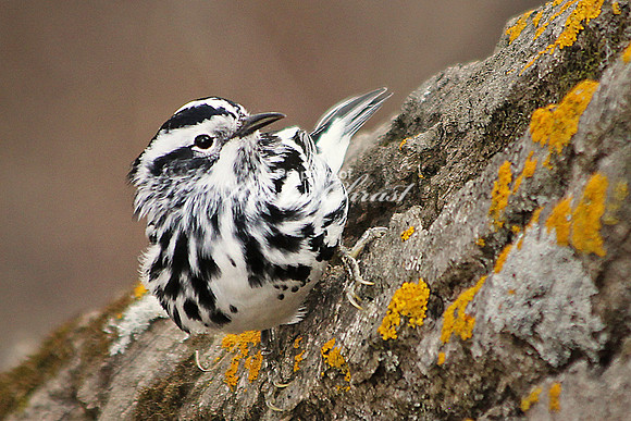 Black-and-White Warbler 3 - May 3, 2014 Glacial Lakes State Trail Minnesota