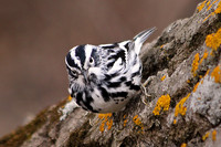 Black-and-White Warbler 1 - May 3, 2014 Glacial Lakes State Trail Minnesota