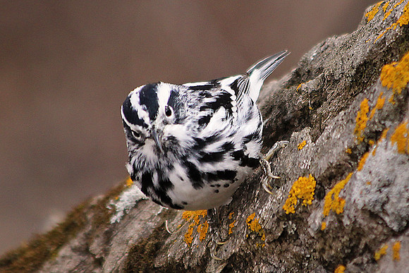 Black-and-White Warbler 1 - May 3, 2014 Glacial Lakes State Trail Minnesota