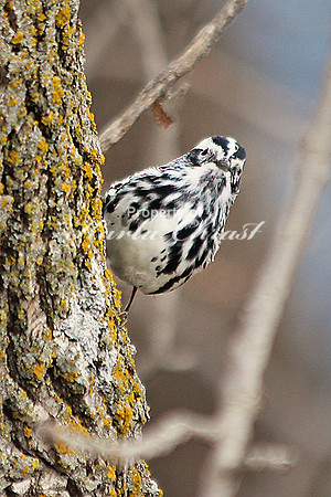 Black-and-White Warbler 12 - May 3, 2014 Glacial Lakes State Trail Minnesota