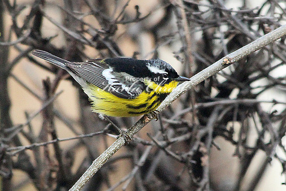 Magnolia Warbler - May 9, 2014