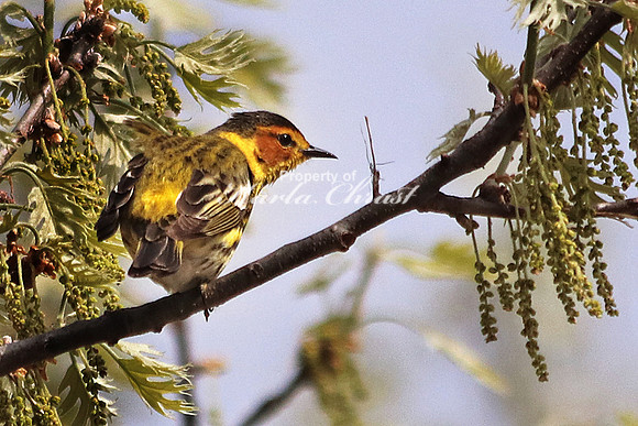 Cape May Warbler 2  - May 10, 2018 Necedah National Wildlife Refuge Wisconsin