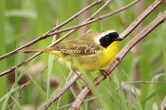 Common Yellowthroat 5 - May 27, 2019 North Country National Scenic Trail