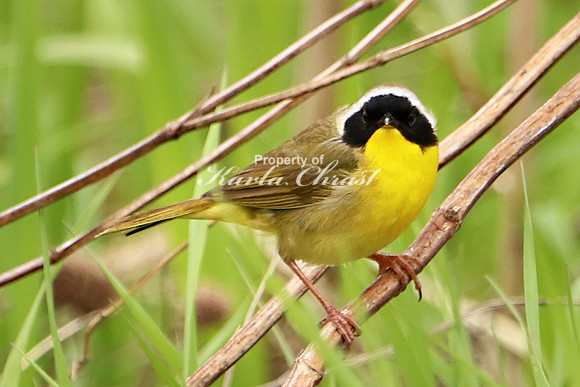 Common Yellowthroat 6 - May 27, 2019 North Country National Scenic Trail