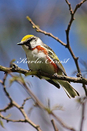 Chestnut-sided Warbler 3 - May 16, 2014 Shenandoah National Park Virginia