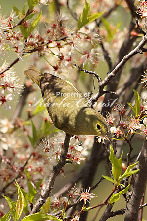 Orange Crowned Warbler 1 - May 4, 2019  Missouri National Scenic River Nebraska