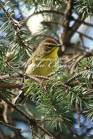 Palm Warbler 3- May 8, 2017 Sakatah Singing Hills State Trail Minnesota