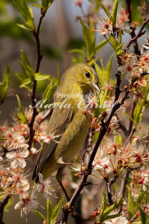 Orange Crowned Warbler 4 - May 4, 2019  Missouri National Scenic River Nebraska